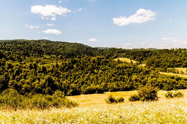 Sceniczny widok pola na tle nieba