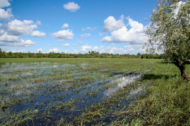 Sceniczny widok pola na tle nieba