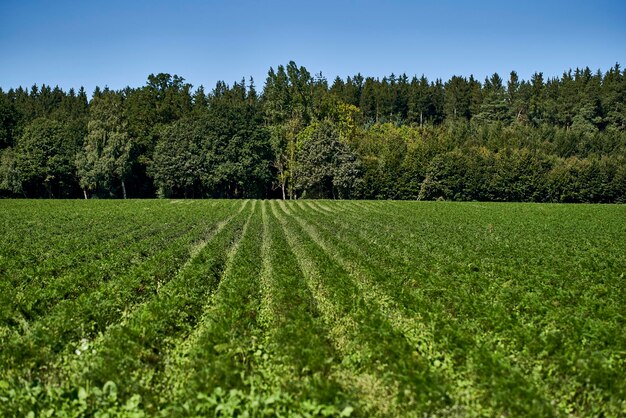 Zdjęcie sceniczny widok pola na tle nieba