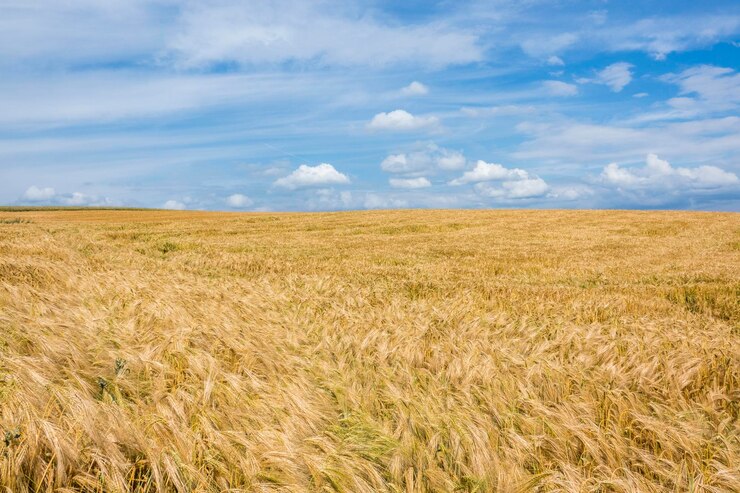 Zdjęcie sceniczny widok pola rolniczego na tle nieba