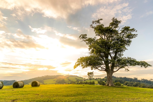 Sceniczny widok pola rolniczego na tle nieba
