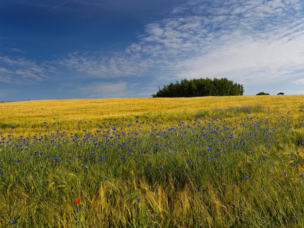 Zdjęcie sceniczny widok pola rolniczego na tle nieba