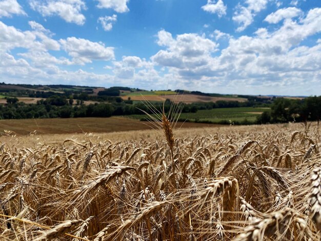 Zdjęcie sceniczny widok pola rolniczego na tle nieba