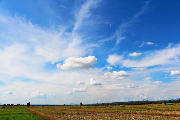 Sceniczny widok pola rolniczego na tle nieba