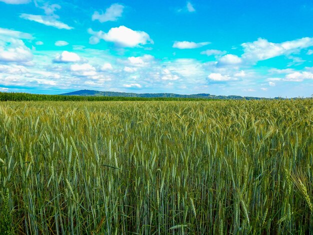 Sceniczny widok pola rolniczego na tle nieba