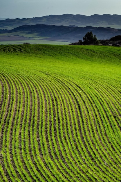 Sceniczny widok pola rolniczego na tle nieba