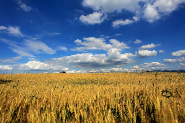 Sceniczny widok pola rolniczego na tle nieba