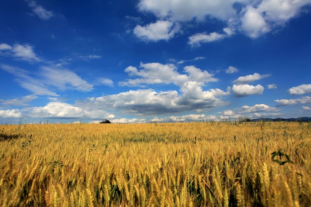 Zdjęcie sceniczny widok pola rolniczego na tle nieba