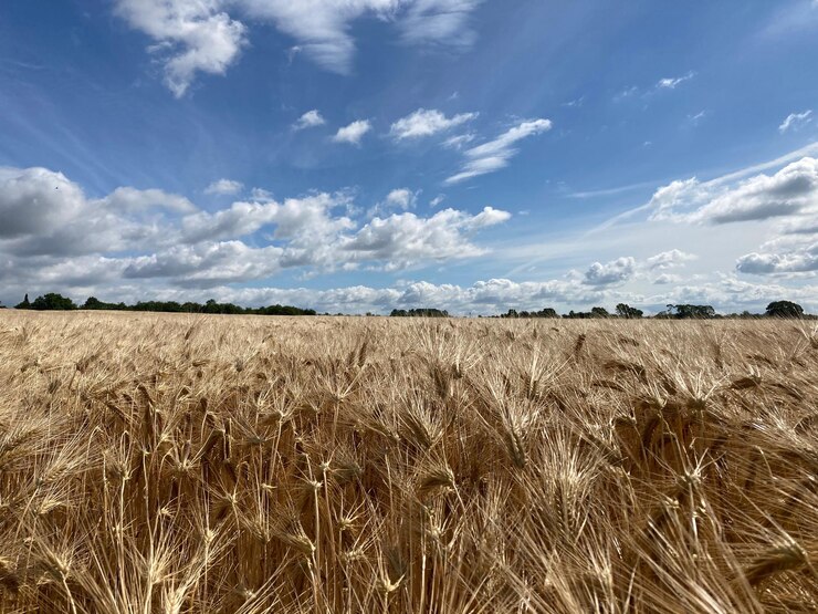 Zdjęcie sceniczny widok pola rolniczego na tle nieba
