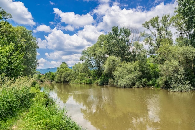 Sceniczny widok rzeki pośród drzew na polu