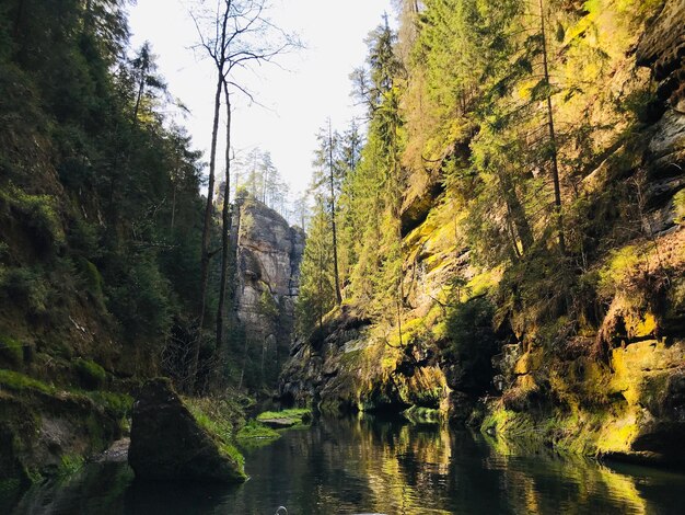 Zdjęcie sceniczny widok rzeki pośród drzew na tle nieba