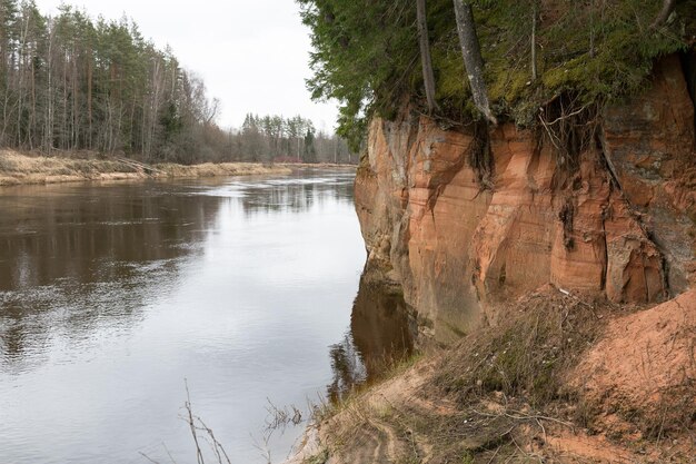 Zdjęcie sceniczny widok rzeki pośród drzew w lesie na tle nieba