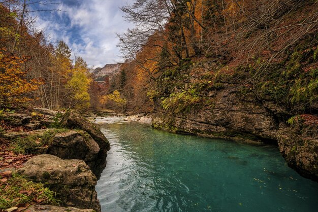 Sceniczny Widok Rzeki Pośród Drzew W Lesie