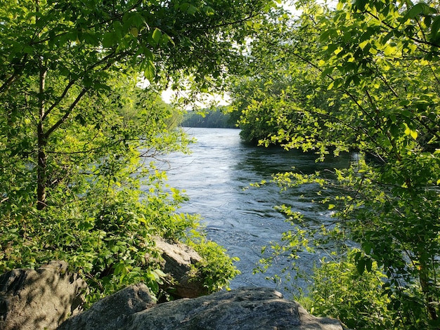 Zdjęcie sceniczny widok rzeki pośród drzew w lesie