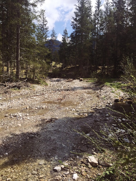 Zdjęcie sceniczny widok rzeki w lesie