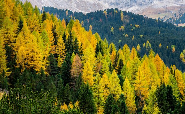 Sceniczny Widok Sosen W Lesie Jesienią