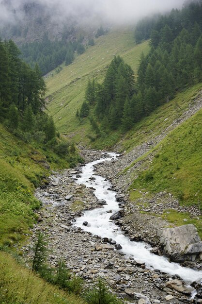 Sceniczny widok strumienia płynącego pośród drzew