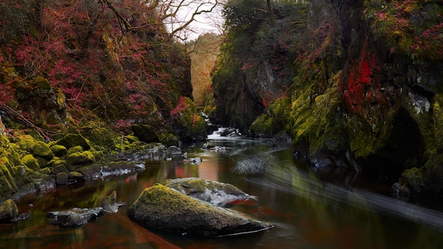 Sceniczny widok strumienia płynącego w lesie