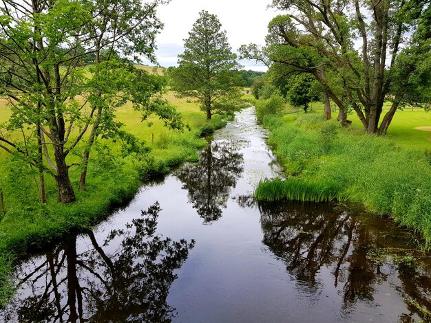 Sceniczny widok strumienia pośród drzew na tle nieba