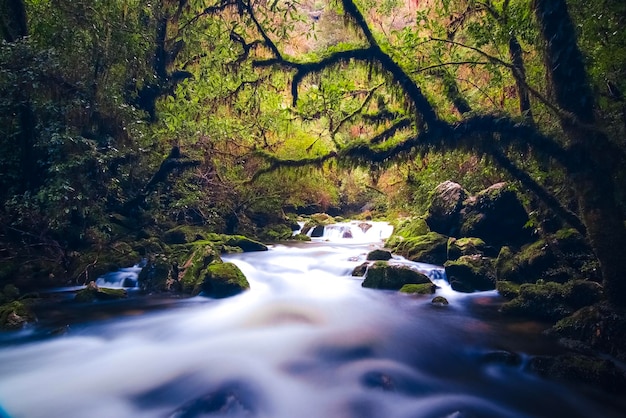Sceniczny widok strumienia pośród drzew w lesie