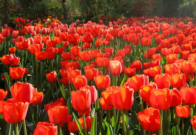 Sceniczny widok świezi kwitnący tulipany w ogródzie