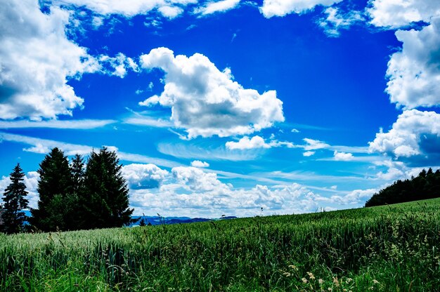 Sceniczny widok trawiastego pola na chmurnym niebie