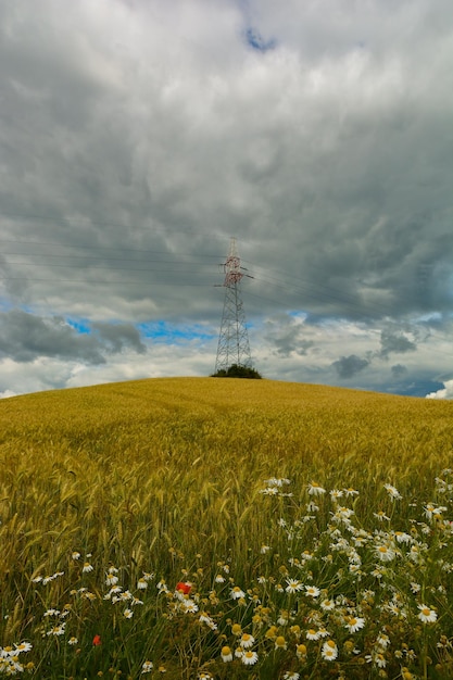 Zdjęcie sceniczny widok trawiastego pola na chmurnym niebie