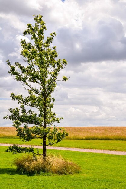 Zdjęcie sceniczny widok trawiastego pola na chmurnym niebie