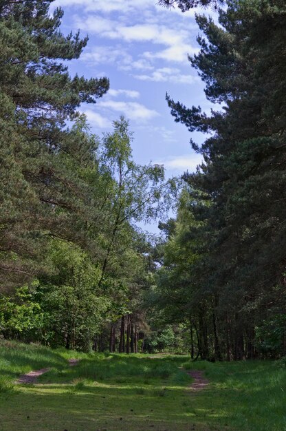 Zdjęcie sceniczny widok trawiastego pola na chmurnym niebie