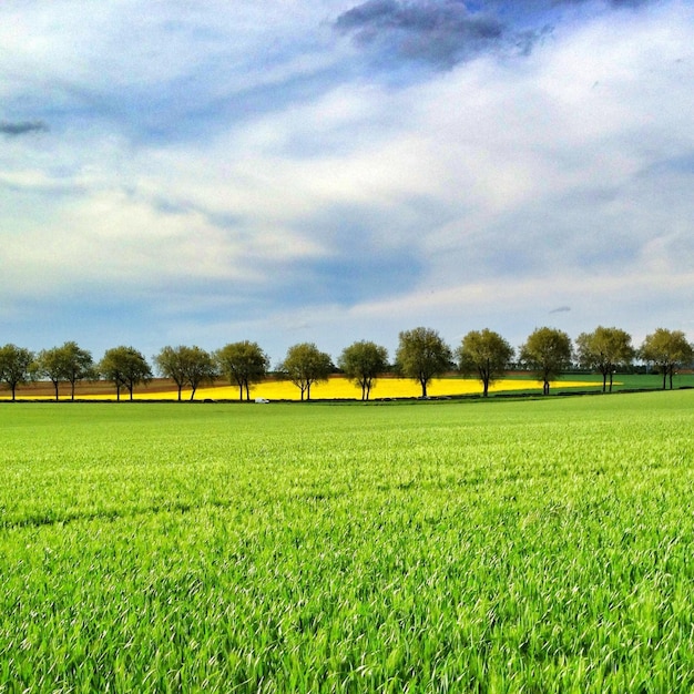 Zdjęcie sceniczny widok trawiastego pola na chmurnym niebie