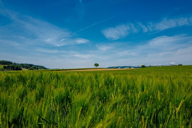 Sceniczny widok trawiastego pola na chmurnym niebie