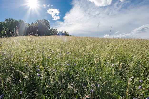 Sceniczny widok trawiastego pola na tle nieba