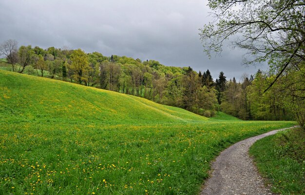 Zdjęcie sceniczny widok zielonego krajobrazu na tle nieba