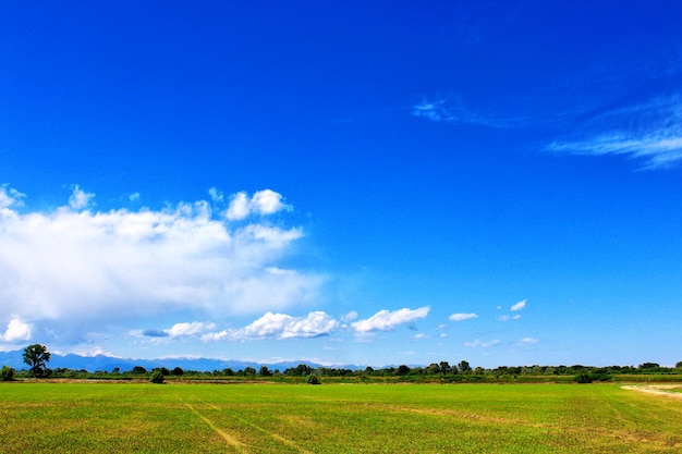 Sceniczny widok zielonego pola na tle niebieskiego nieba