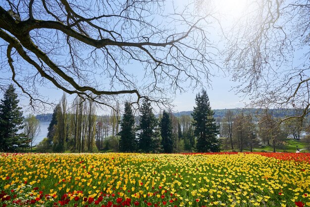 Zdjęcie sceniczny widok żółtych tulipanów kwitnących na polu na tle nieba