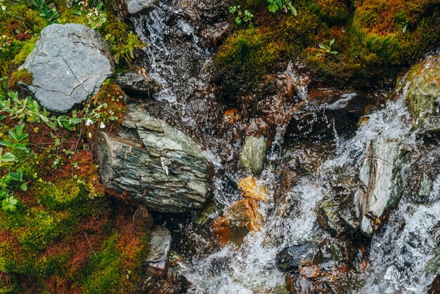 Sceniczny Z Czystym Strumieniem Wody źródlanej Wśród Gęstego Mchu I Bujnej Roślinności. Górski Potok Na Omszałym Zboczu Ze świeżą Zielenią I Wieloma Małymi Kwiatami. Kolorowe Tło Bogatej Flory Alpejskiej.