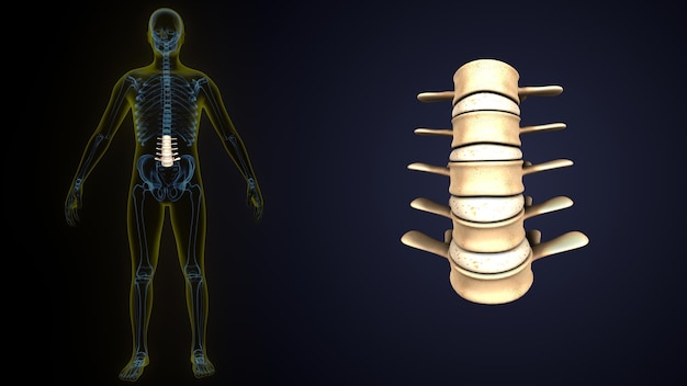Zdjęcie schemat ludzkiego szkieletu z żarówką w środku