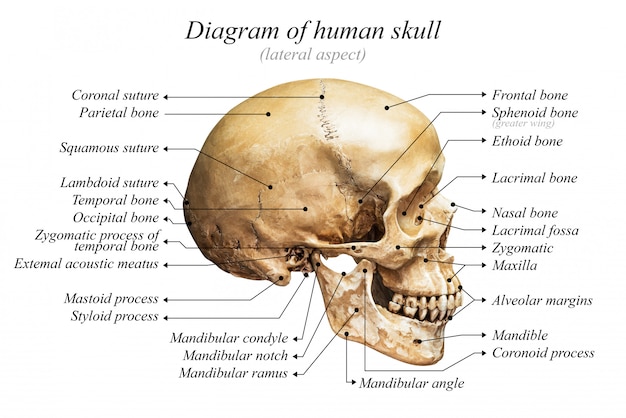 Schemat Ludzkiej Czaszki
