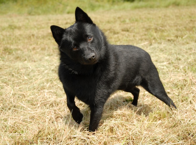 Schipperke