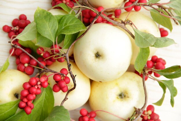 Schisandra i białe jabłka Martwa natura z kępami dojrzałych schisandra i białych jabłek Zbiór z czerwonymi roślinami schisandra chinensis z dojrzałymi owocami i jabłkami Schizandra omija Korei