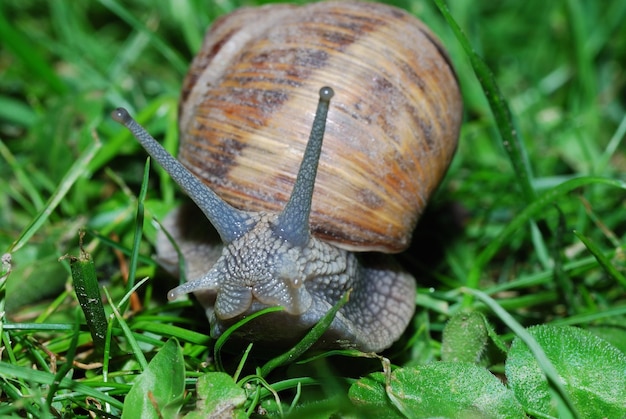 Schnecke im grass schaut w kamerze grossansicht