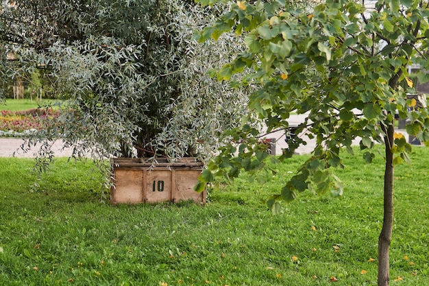 Schowek Ze Sklejki Na Narzędzia Ogrodnicze Pod Drzewem W Parku Miejskim