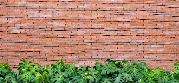 Ściana Z Cegieł I Tropikalny Rośliny Tekstury Tło, Sztandar, Eco Projekta Tło