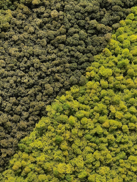 Ściana z mchu renifera, zielona dekoracja ścienna z porostu renifera