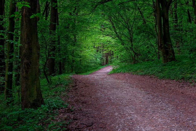 Ścieżka ciemnego lasu przez ciemny las.