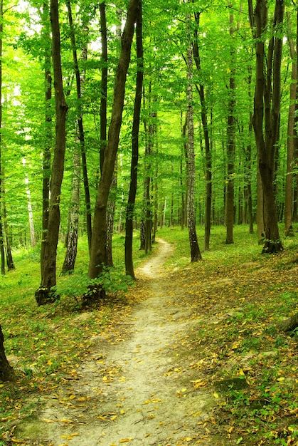 Ścieżka jest w zielonym lesie