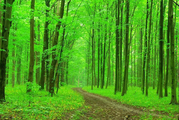 Ścieżka jest w zielonym lesie