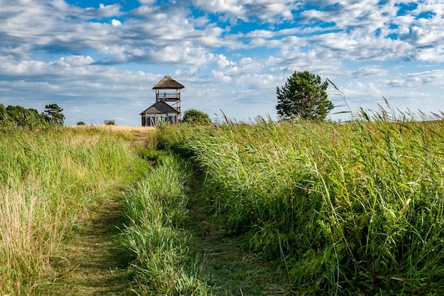 Ścieżka koszenia przez kwitnącą łąkę na wsi w słoneczny letni dzień. Do wieży widokowej prowadzi szlak pieszy. Rezerwat przyrody Łąki Randu. Wybrzeże Morza Bałtyckiego, Łotwa.