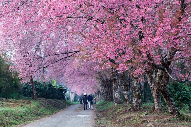 Ścieżka kwitnienia wiśni w ChiangMai Tajlandia