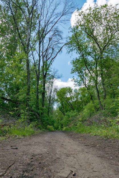 Ścieżka Lane chodnika z zielonymi drzewami w lesie. Piękna Aleja W Parku. Ścieżka przez ciemny las